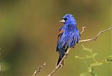 Blue Grosbeak